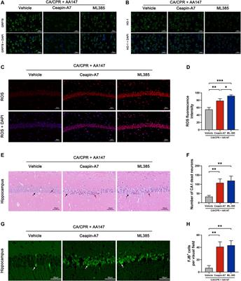 AA147 ameliorates post-cardiac arrest cerebral ischemia/reperfusion injury through the co-regulation of the ATF6 and Nrf2 signaling pathways